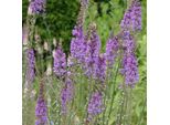 6 X Rospo Viola - Linaria Purpurea | Vaso 9Cm X 9Cm