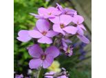 6 X Violetta Notturna Comune - Hesperis Matronalis | Vaso 9Cm X 9Cm