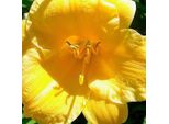 6 X Hemerocallis - Hemerocallis 'Stella De Oro' | Vaso 9 Cm X 9 Cm