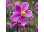6 X Anemone Autunnale - Anemone Hupehensis 'Splendens' | Vaso 9 Cm X 9 Cm