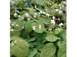 6 X Fiori Di Fata Lanuginosi - Epimedium Pubigerum | Vaso 9Cm X 9Cm