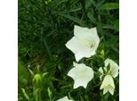 6 Campanule Piramidali - Campanula Pyramidalis 'Alba' | Vaso 9 Cm X 9 Cm