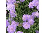 6 X Scabiosa Columbaria - Scabiosa Columbaria 'Butterfly Blue' | Vaso 9 Cm X 9 Cm