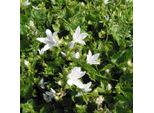 6 X Cuscini Sospesi Campanula - Campanula Poscharskyana 'E.H. Frost' | Vaso 9 Cm X 9 Cm