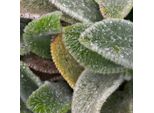6 X Cisto Lanoso A Tappeto - Stachys Byzantina 'Silver Carpet' | Vaso 9Cm X 9Cm