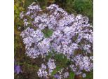 6 X Aster Velato - Aster 'Photograph' | Vaso 9 Cm X 9 Cm