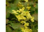 6 X Fiori Di Fata - Epimedium Perralderianum | Vaso 9Cm X 9Cm