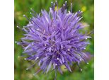 6 X Campanule Di Sabbia - Jasione Laevis | Vaso 9Cm X 9Cm