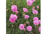 6 X Sea Pink 'Rosea' | Vaso 9 Cm X 9 Cm
