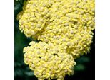 6 X Achillea - Achillea 'Taygetea' | Vaso 9 Cm X 9 Cm
