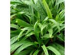 6 X Sedge A Foglia Larga - Carex Plantaginea | Vaso 9Cm X 9Cm
