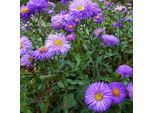 6 X Feinstrahl Azurfee - Erigeron 'Azurfee' | Topf 9Cm X 9Cm