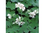 6 X Cranesbill Caucasico - Geranium Renardii | Vaso 9Cm X 9Cm