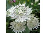 6 X Astrantia Grande - Astrantia Major | Vaso 9Cm X 9Cm