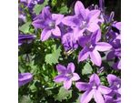 6 X Campanula Da Cuscino - Campanula Portenschlagiana | Vaso 9Cm X 9Cm