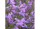 6 X Menta Gatta A Grappolo - Nepeta Sibirica | Vaso 9Cm X 9Cm
