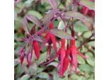 6 X Fucsia - Fuchsia Magellanica 'Tricolor' | Vaso 9 Cm X 9 Cm