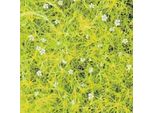 6 X Alberello A Foglie Gialle Aurea - Sagina Subulata 'Aurea' | Vaso 9Cm X 9Cm