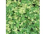6 X Alchemilla Alpina - Alchemilla Alpina | Vaso 9Cm X 9Cm