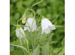 6 X Graziosa Campanula - Campanula Cocleariifolia 'Baby White' | Vaso 9 Cm X 9 Cm