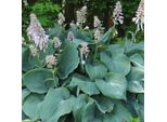 6 X Funkie - Hosta 'Blue Angel' | Vaso 9 Cm X 9 Cm