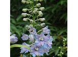6 X Delphinium - Delphinium 'Guinevere' | Vaso 9 Cm X 9 Cm
