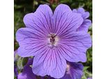 6 X Cranesbill - Geranium Magnificum | Vaso 9Cm X 9Cm