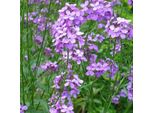 6 X Goldlack - Erysimum 'Bowles' Mauve' | Vaso 9 Cm X 9 Cm