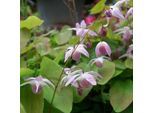 6 X Fiore Degli Elfi - Epimedium Youngianum 'Roseum' | Vaso 9 Cm X 9 Cm