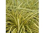 6 X Carice Giallo-Verde Evergold - Carex Oshimensis 'Evergold' | Vaso 9Cm X 9Cm