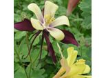 6 X Aquilegia A Stelo Lungo - Aquilegia 'Dragonfly Hybrids' | Vaso 9 Cm X 9 Cm