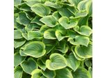 6 X Funkie Golden Tiara - Hosta 'Golden Tiara' | Vaso 9Cm X 9Cm
