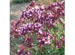 6 X Origano - Origanum Laevigatum 'Rosenkuppel' | Vaso 9 Cm X 9 Cm