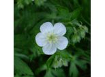 6 X Geranio Maculato - Geranium Maculatum 'Album' | Vaso 9 Cm X 9 Cm