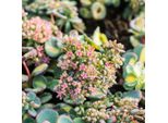 6 X Sedum Sieboldii 'Mediovariegata' | Vaso 9 Cm X 9 Cm