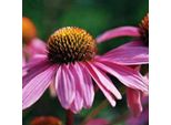 6 X Cappello Da Sole Finto - Echinacea Purpurea 'Leuchtstern' | Vaso 9 Cm X 9 Cm