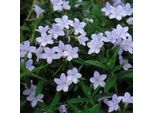6 Semi Di Lithodora Diffusa 'Cambridge Blue' | Vaso 9 Cm X 9 Cm