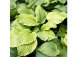 6 X Hosta 'Honeybells' - Hosta 'Honeybells' | Vaso 9 Cm X 9 Cm