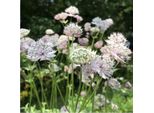 6 X Astrantia - Astrantia Major 'Buckland' | Vaso 9 Cm X 9 Cm