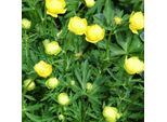 6 X Trollius - Trollius 'Lemon Queen' | Vaso 9 Cm X 9 Cm