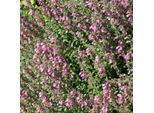 6 X Gamandro Bastardo - Teucrium Lucidrys | Vaso 9Cm X 9Cm