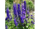 6 X Delphinium Del Pacifico - Delphinium 'King Arthur' | Vaso 9 Cm X 9 Cm