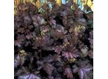 6 Campanelle Argentate - Heuchera 'Stormy Seas' | Vaso 9 Cm X 9 Cm