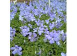 6 X Viola Cornuta - Viola 'Boughton Blue' | Vaso 9 Cm X 9 Cm