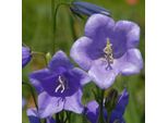 6 Campanule A Foglia Piatta - Campanula Persicifolia 'Grandiflora Coerulea' | Vaso 9 Cm X 9 Cm