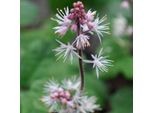 6 X Tiarella Cordifolia 'Oakleaf' - Tiarella Cordifolia 'Oakleaf' | Vaso 9 Cm X 9 Cm