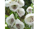 6 X Dito Di Venere - Digitalis Purpurea 'Alba' | Vaso 9 Cm X 9 Cm