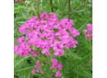 6 X Achillea - Achillea Millefolium 'Lilac Beauty' | Vaso 9 Cm X 9 Cm