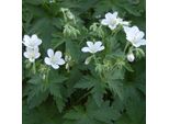 6 X Geranio Selvatico - Geranium Sylvaticum 'Album' | Vaso 9 Cm X 9 Cm