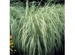6 X Canna Cinese A Strisce Bianche - Miscanthus Sinensis 'Variegatus' | Vaso 9Cm X 9Cm